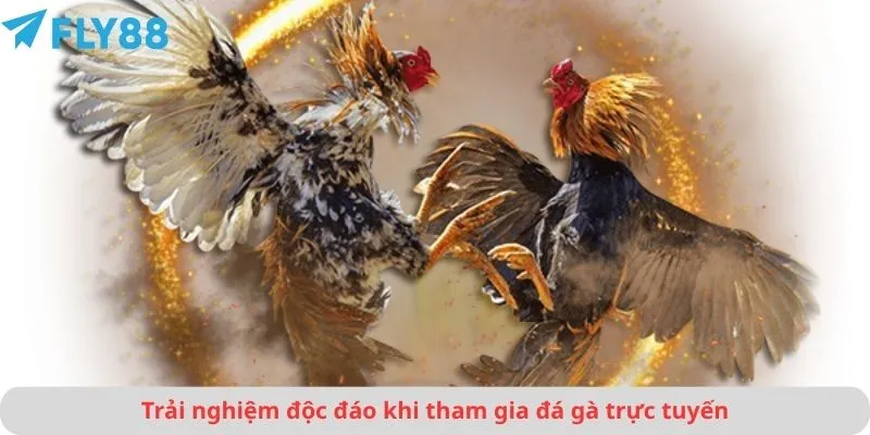 Trải nghiệm độc đáo khi tham gia đá gà trực tuyến